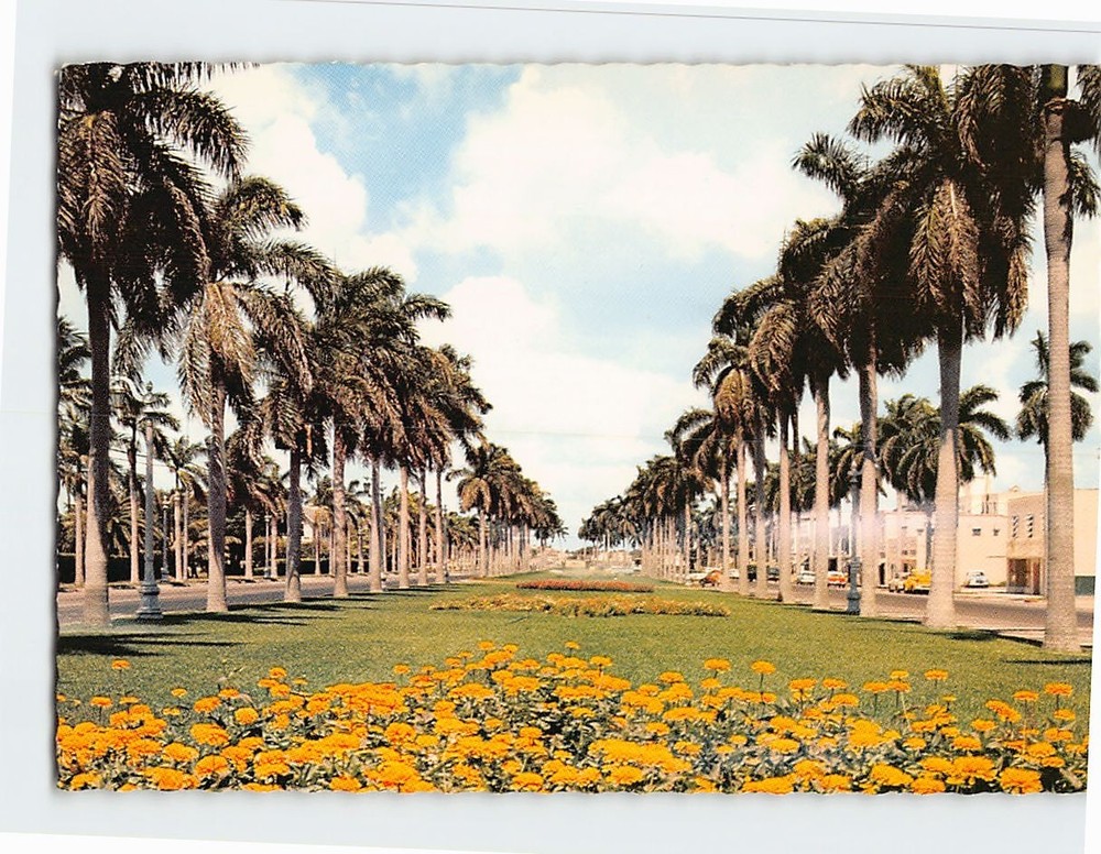 Postcard Stately Royal Palms Florida USA