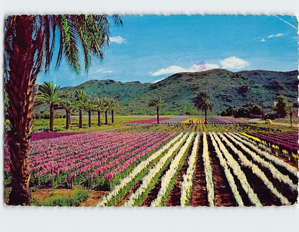 Postcard Japanese Flower Gardens Phoenix Arizona USA