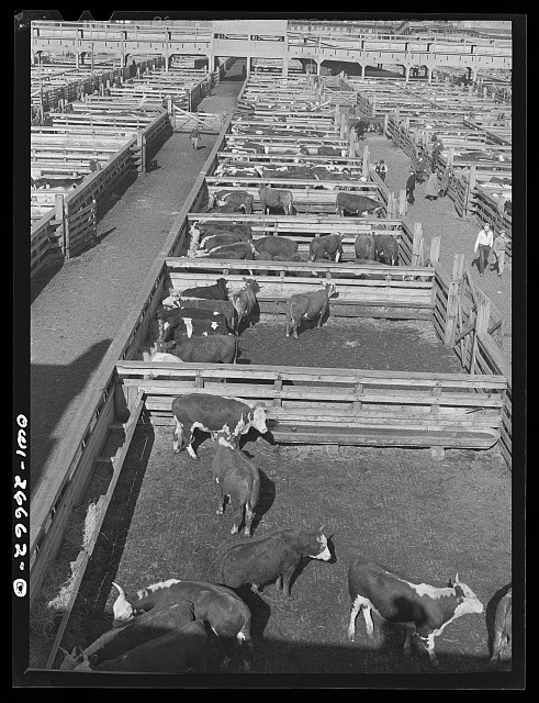 Photo:Chicago Illinois 1943 Union Stock Yards Cattle Pens Livestock Yard