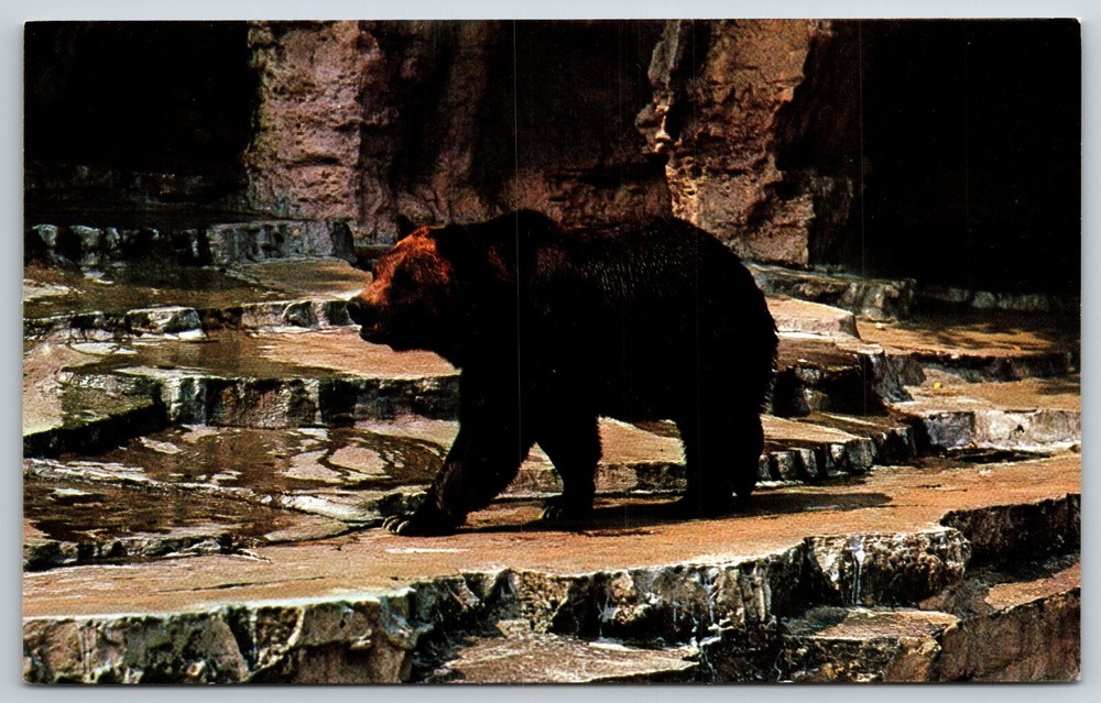 Animals~St Louis Missouri~Grizzly Bear Seen @ Forest Park Zoo~Vintage Postcard