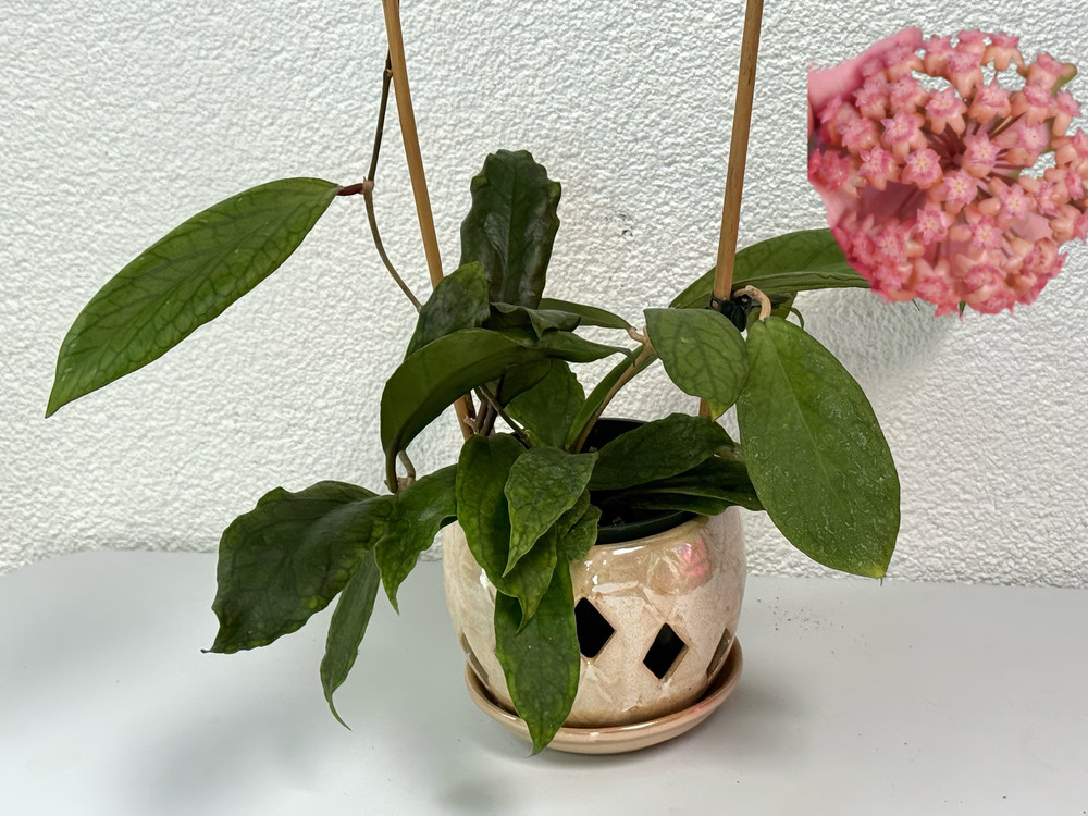 Hoya Udroiu Well Rooted Established Plant