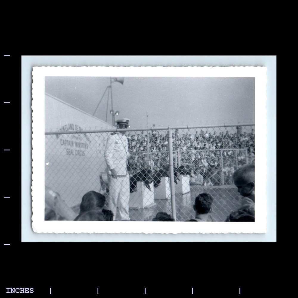 Old Vintage Photo SEAL CIRCUS SHOW MARINELAND OF THE PACIFIC