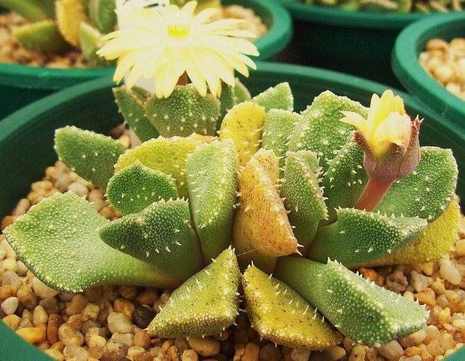 ALOINOPSIS LUCKHOFFII x SETIFERA, rare living stones cacti mesembs seed 50 SEEDS