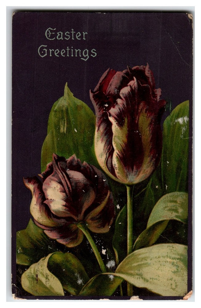 Antique 1908 Raphael Tuck Easter Greetings Black Tulips Postcard