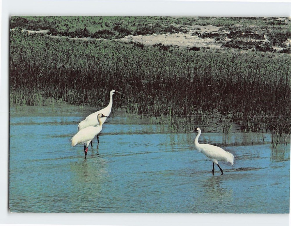 Postcard Whooping Cranes