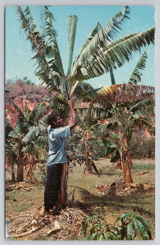 Vintage Jamaica Postcard - Harvesting Bananas - West Indies Dexter Press