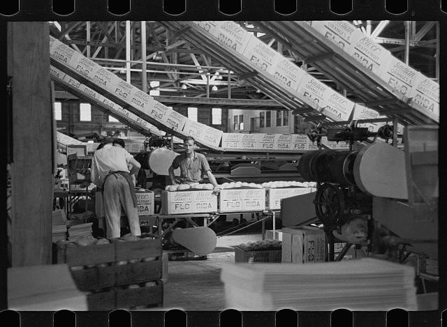 Photo:Fort Pierce Florida Packing Plant 1937 Workers Citrus Packing Line