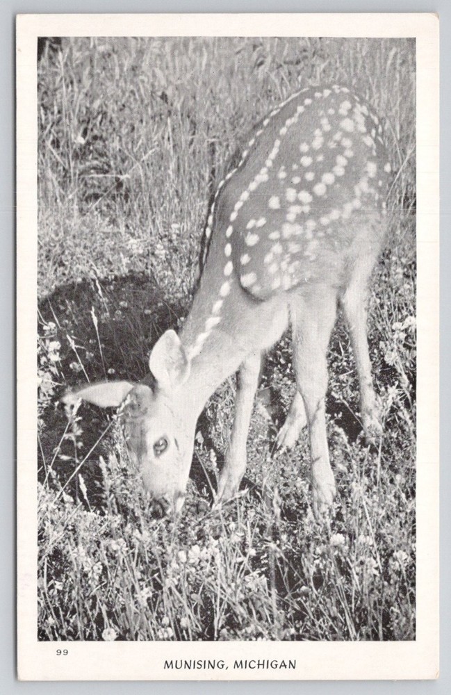 Vintage Real Photo Postcard Munising Michigan Fawn Deer North Woods Views