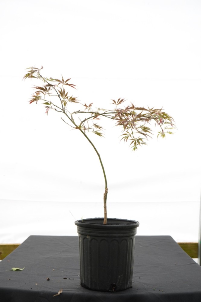 Acer palmatum 'Sherwood Elfin' Dwarf Japanese Maple 1 gallon