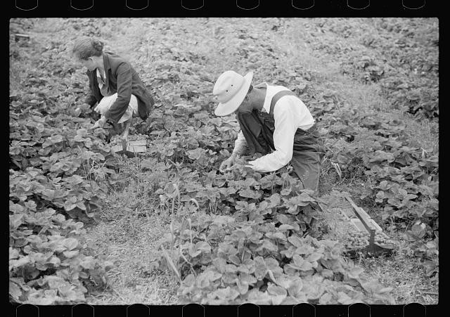 Photo:Farm Workers Harvesting Crops 1930s