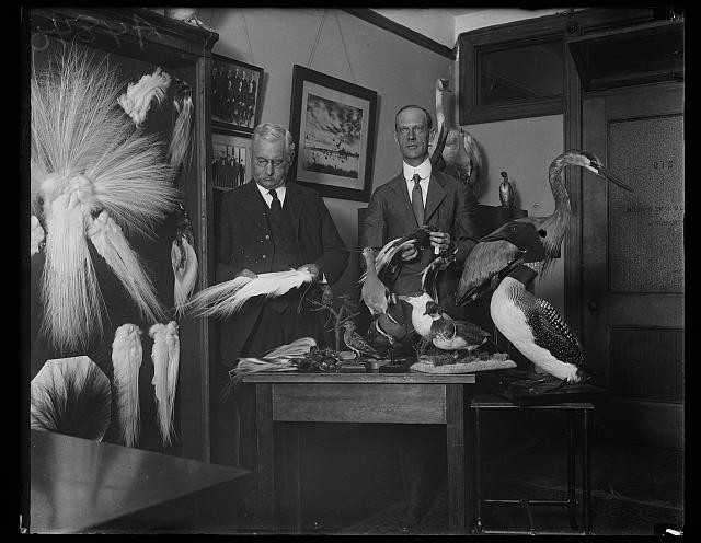 Photo:Taxidermy Men with Exotic Birds 1900s Studio Display
