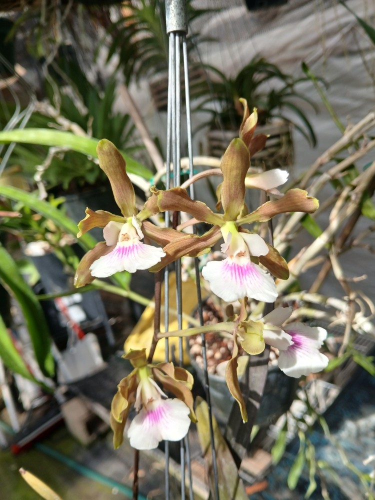 encyclia randii  orchid Species cattleya DIVISION