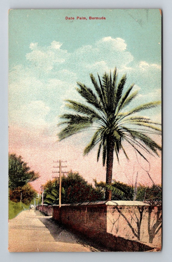 Bermuda- Date Palm Along The Roadway Souvenir Old Postal Vintage c1912 Postcard