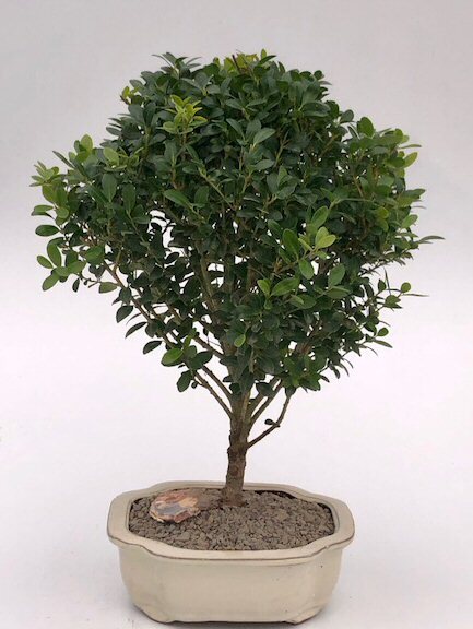 Japanese Holly Bonsai Tree Live Dwarf Pagoda Ilex Crenata Outdoor Plant 16-17
