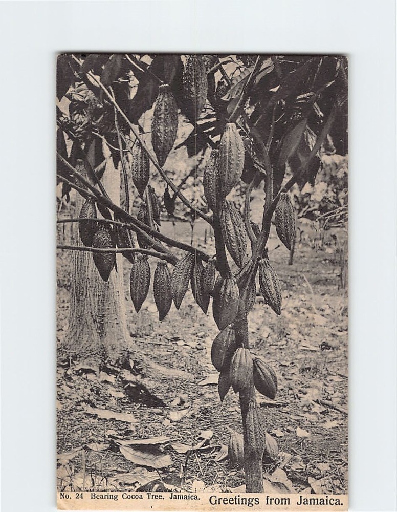 Postcard Greetings From Jamaica - Bearing Cocoa Tree