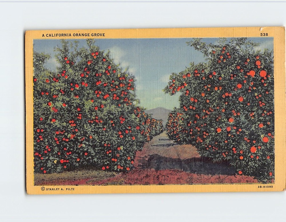 Postcard Orange Grove California USA