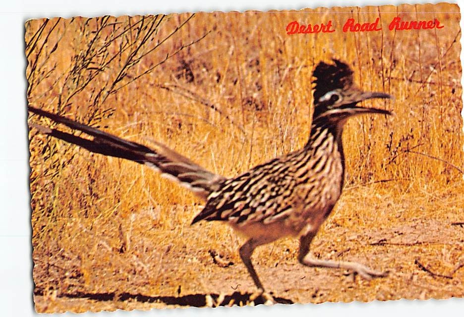 Postcard Desert Road Runner