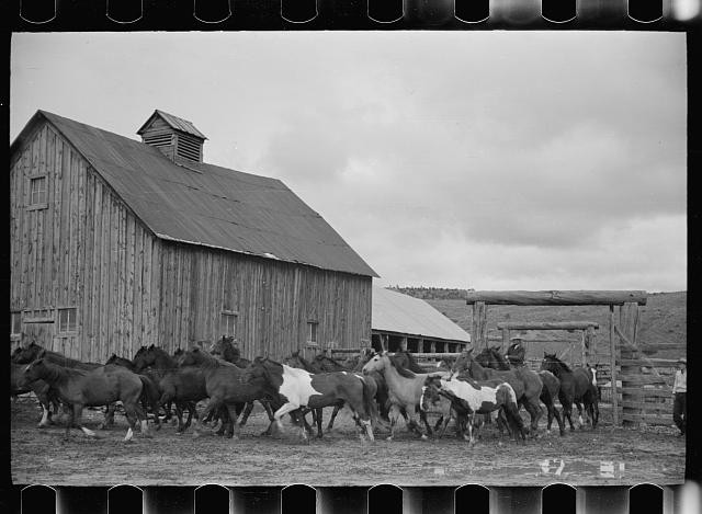 Photo:1930s Ranch Horses Barn Cattle Drive Western Scene