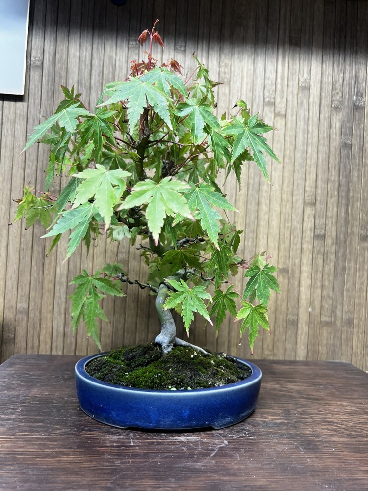Acer Palmatum Japanese Maple Bonsai With Great Movement-image