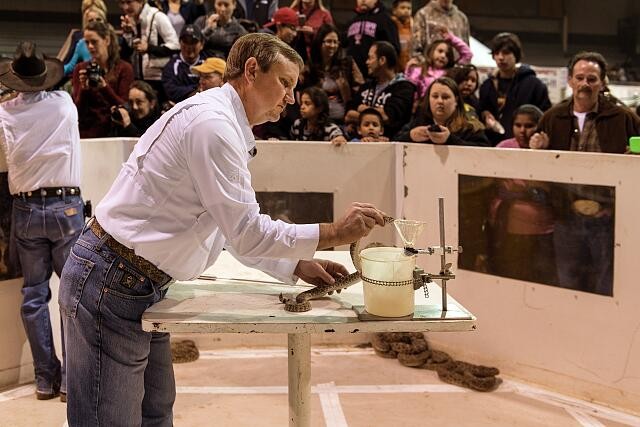 Photo:Sweetwater Texas 2014 Rattlesnake Roundup Snake Venom Milking Pit