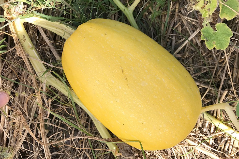 Vegetable Spaghetti Winter Squash Seeds, NON-GMO, Variety Sizes, FREE SHIPPING