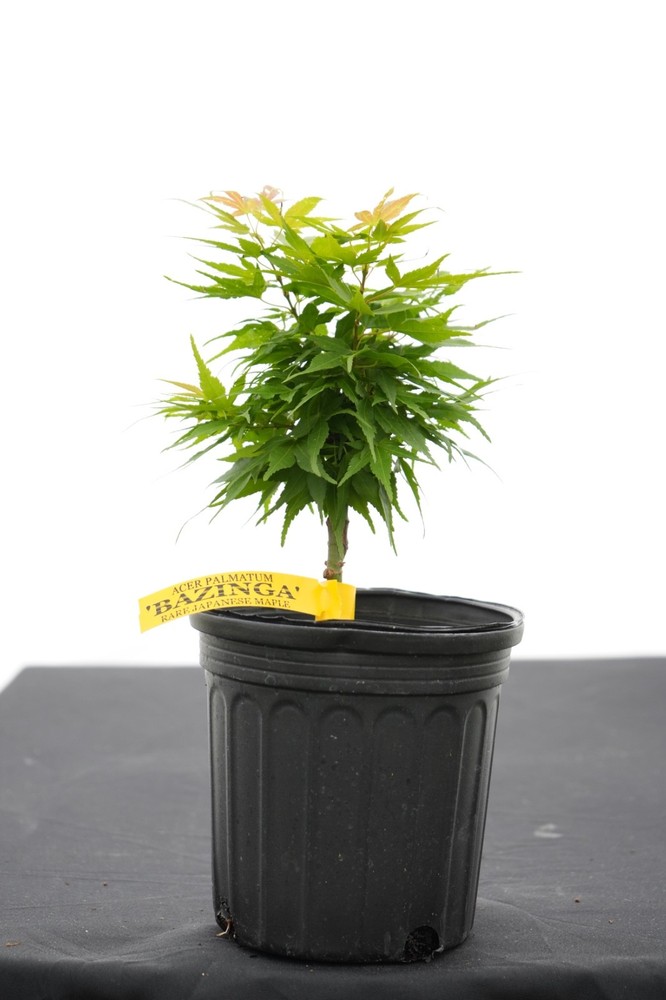 Acer palmatum 'Bazinga' Rare Mikawa Family Japanese Maple 1 Gallon-image