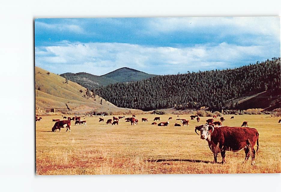Postcard Cattle On The Range Dexter Press Jim & Pat Pond Photo Vintage
