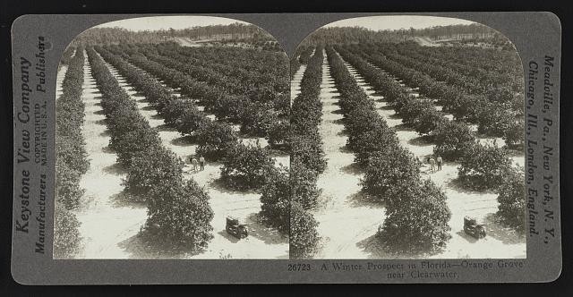 A winter prospect in Florida -- orange grove near Clearwater, Florida