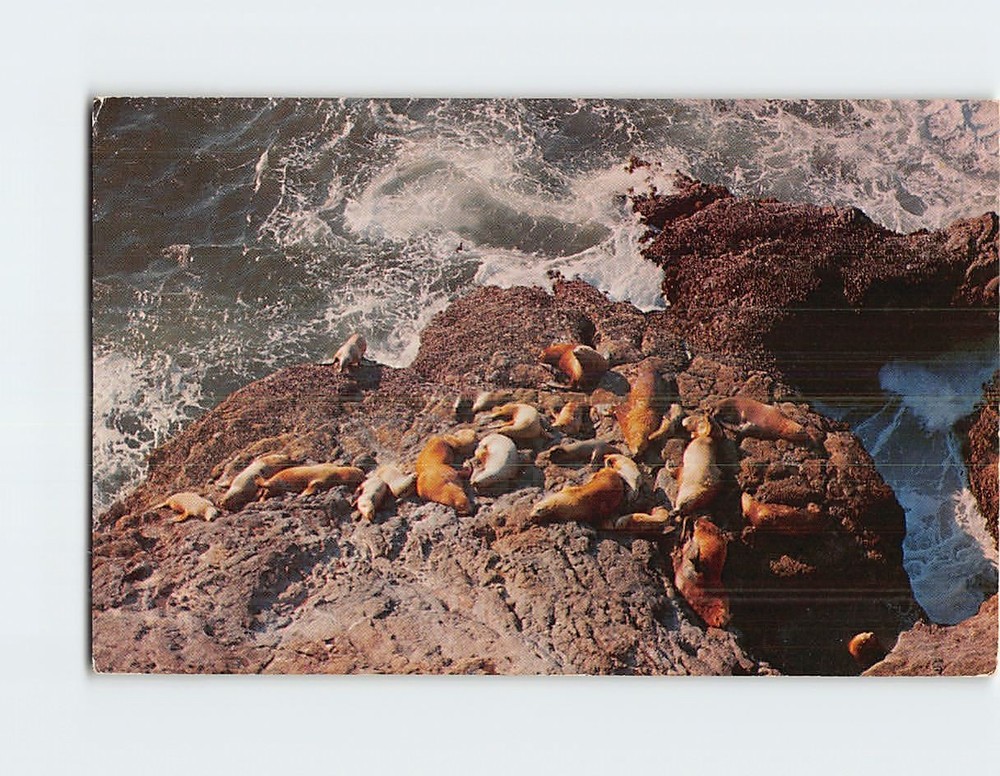 Postcard Sea Lions Coast Highway 101 USA North America