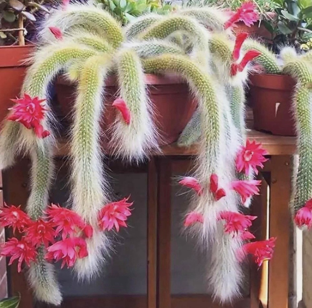 Monkey Tail Cactus Seeds ~ Cacti ~ Grow Your Own ~ Easy Care Plants