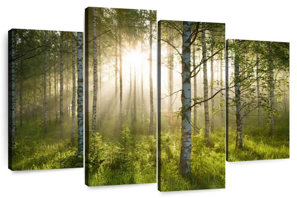 Birch Forest Sunlight Wall Art