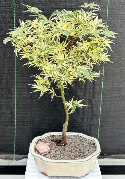 Variegated Butterfly Japanese Maple Bonsai Tree 17