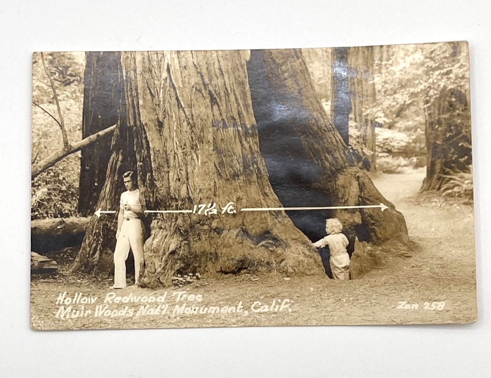 Hollow Redwood Tree Muir Woods California CA c1940 Real Photo RPPC
