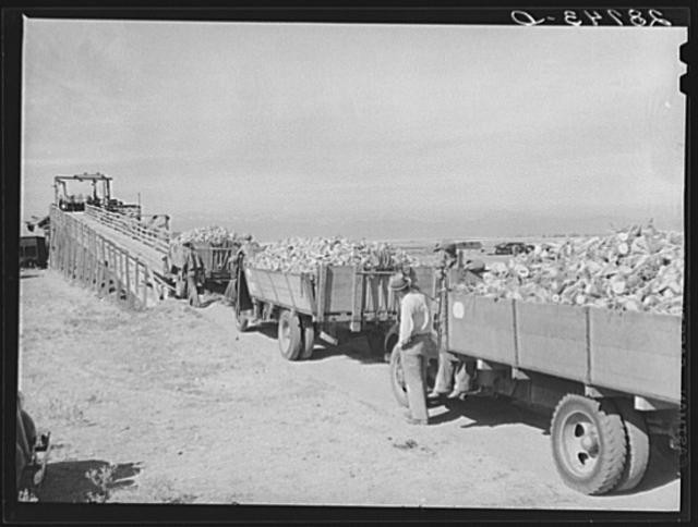 Photo:Farmers waiting at sugar beet dump. Adams County, Colorado