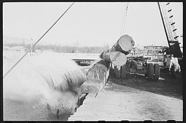 Photo:Tillamook, Oregon, Rolling logs from truck to pond