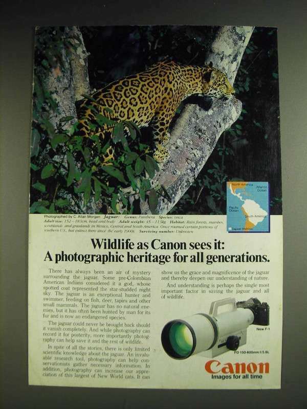 1984 Canon F-1 Camera and FD 150-600mm f/5.6L Lens Ad - Jaguar