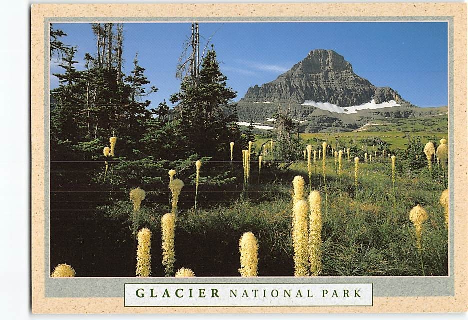 Postcard Bear Grass Glacier National Park Montana USA