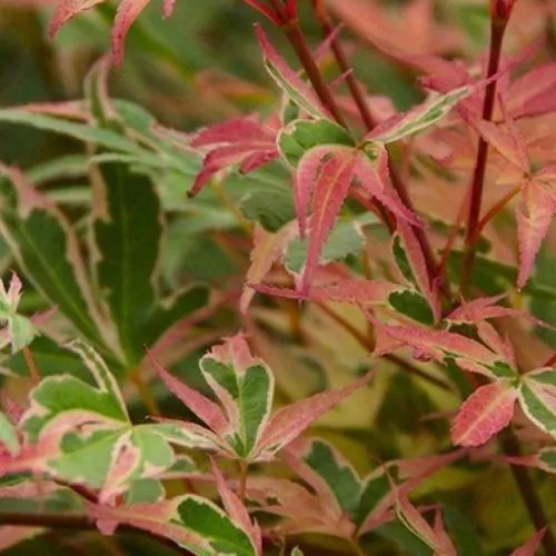 Acer palmatum 'Pink Princess' Rare Dwarf Variegated Japanese Maple READ DESCRIPT-image