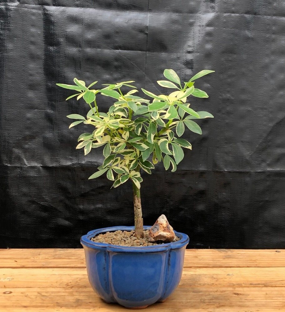 Golden Hawaiian Umbrella Bonsai Tree 5 yo Home Office Purifies Air 7