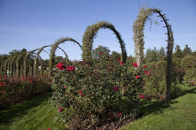 Photo:Elizabeth Park Rose Garden in Hartford,Connecticut 3