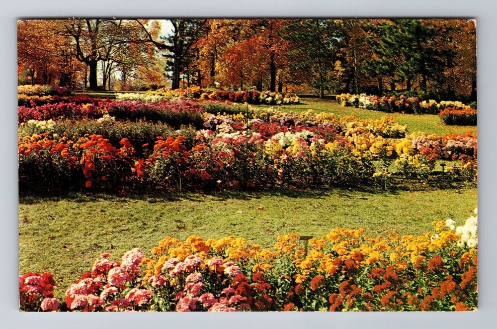 Mansfield OH-Ohio, Kingwood Center, Chrysanthemums,Vintage Souvenir Postcard