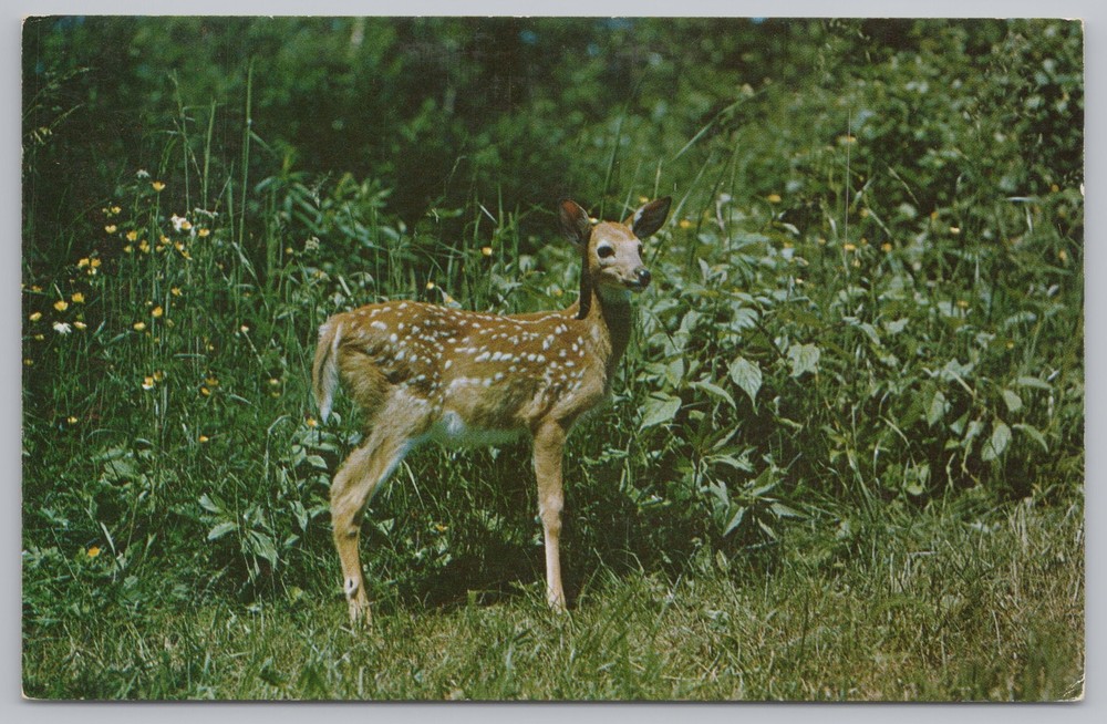 Animal~Deer-Spotted Fawn in Grass~Vintage Postcard