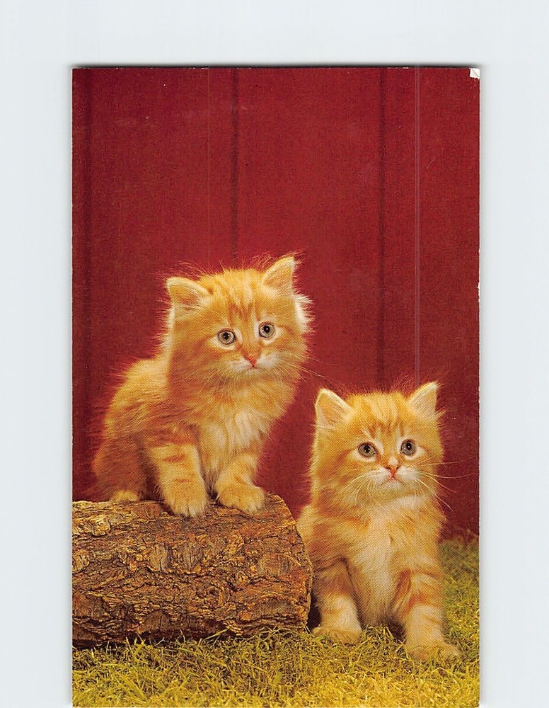 Postcard Two Cute Orange Kittens