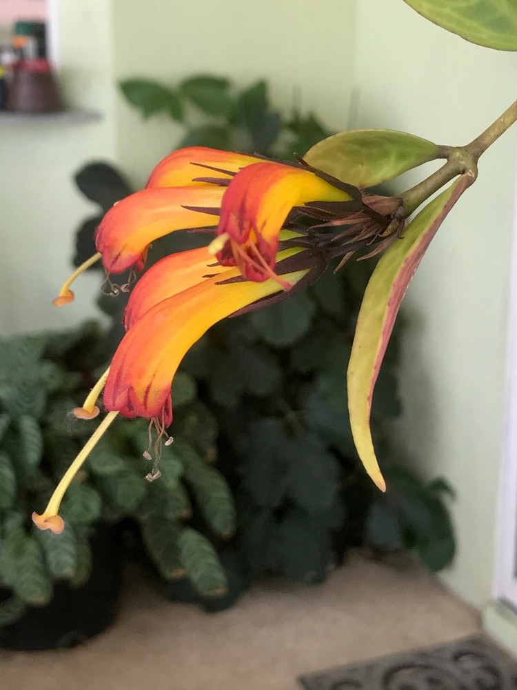 Lipstick Plant Black Pagoda Aeschynanthus Longicaulis Indoor 4-6