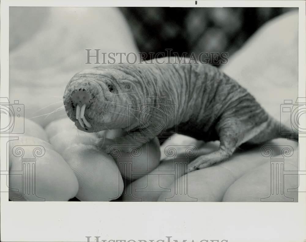1984 Press Photo A naked mole rat from Kenya shown in a scientist's hand