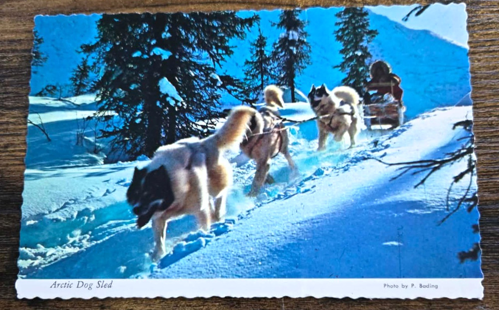 1960s Arctic Dog Sled Land of the Midnight Sun Alaska 4x6 Postcard