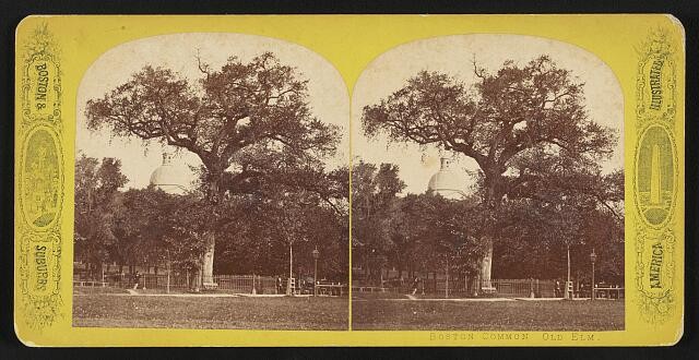 Photo:The old elm, Boston Common.