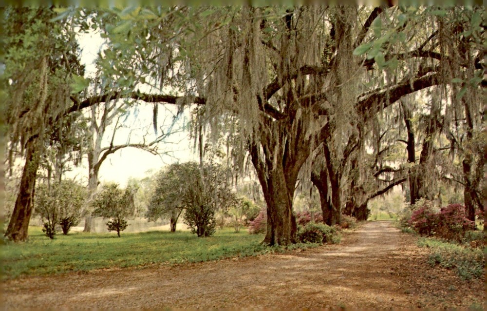 Louisiana Scene with Spanish Moss and Oak Trees Postcard