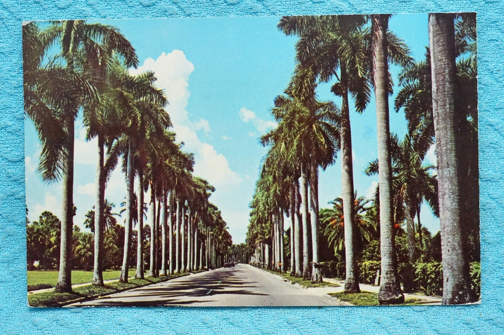 Royal Palms Line Beautiful McGregor Blvd in Ft. Myers, Florida