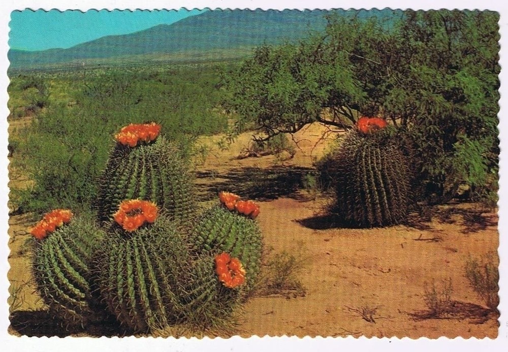 Arizona Postcard Barrel Cactus On The Desert